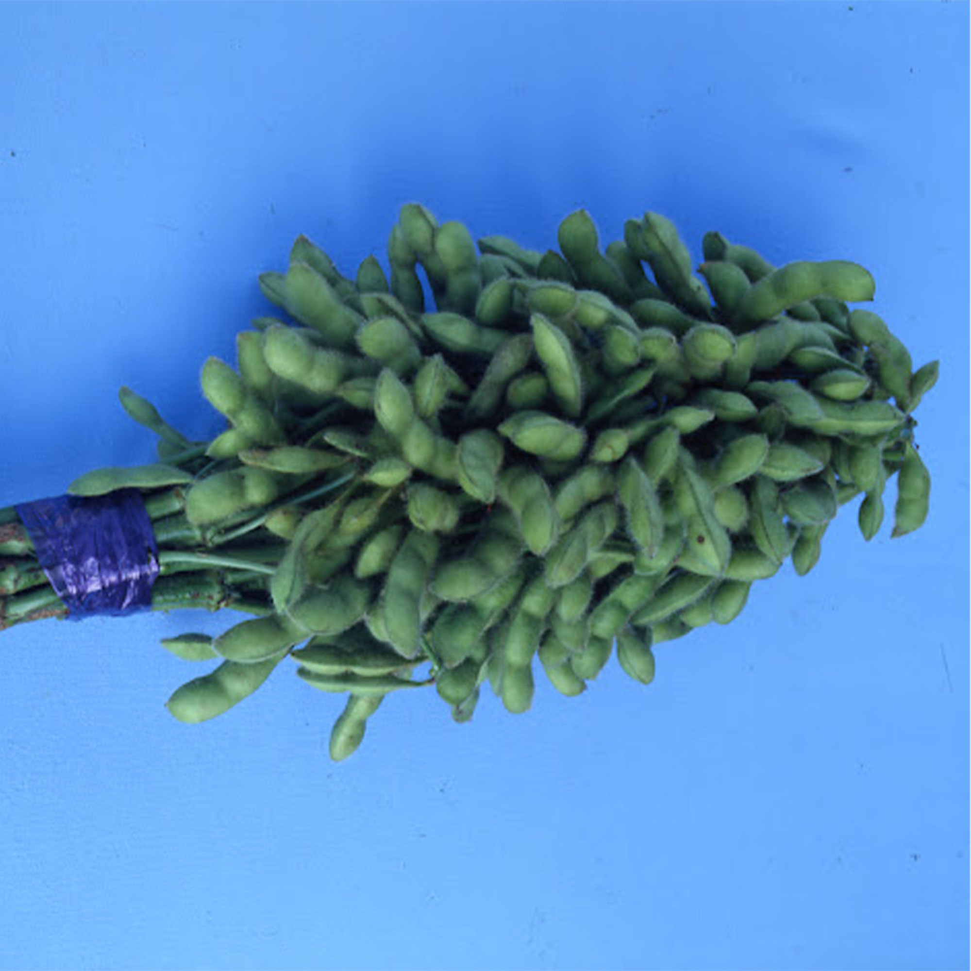 Soybean Kouri 1 Lb 2800 Seeds NonGmo, Heirloom Asian Garden Vegetable Kitazawa Seed