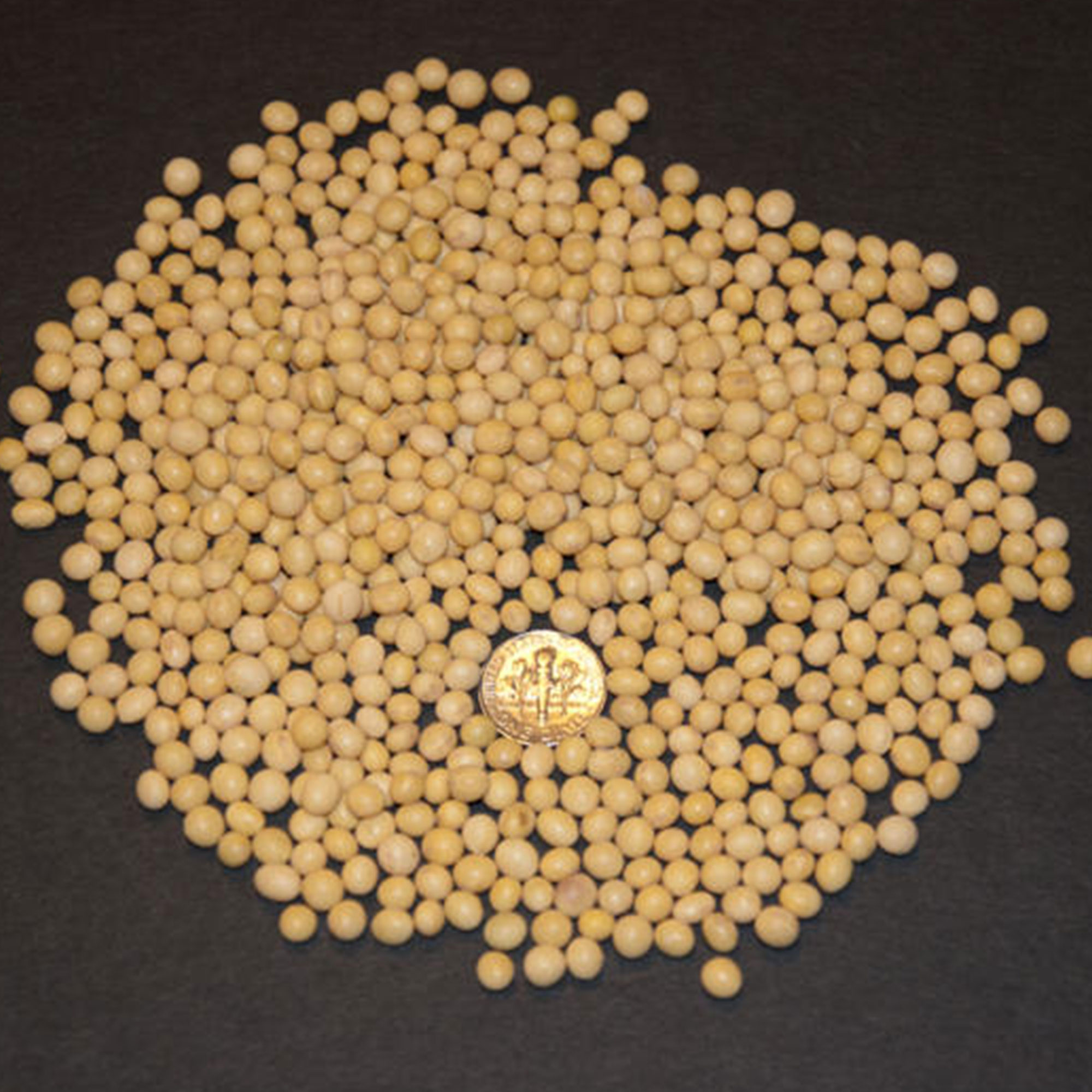 Soybean Kouri 1 Lb 2800 Seeds NonGmo, Heirloom Asian Garden Vegetable Kitazawa Seed