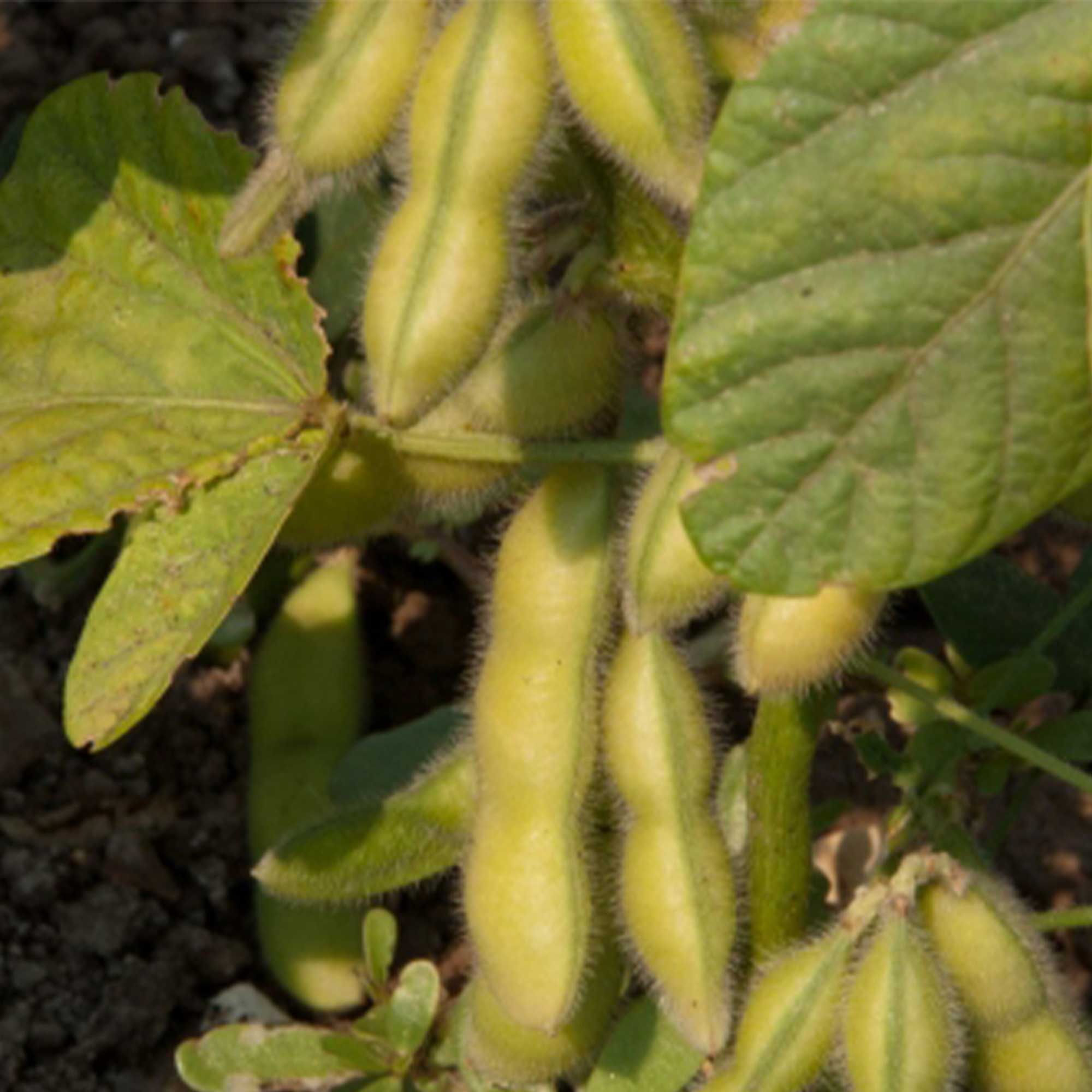 Soybean Kouri 1 Lb 2800 Seeds NonGmo, Heirloom Asian Garden Vegetable Kitazawa Seed