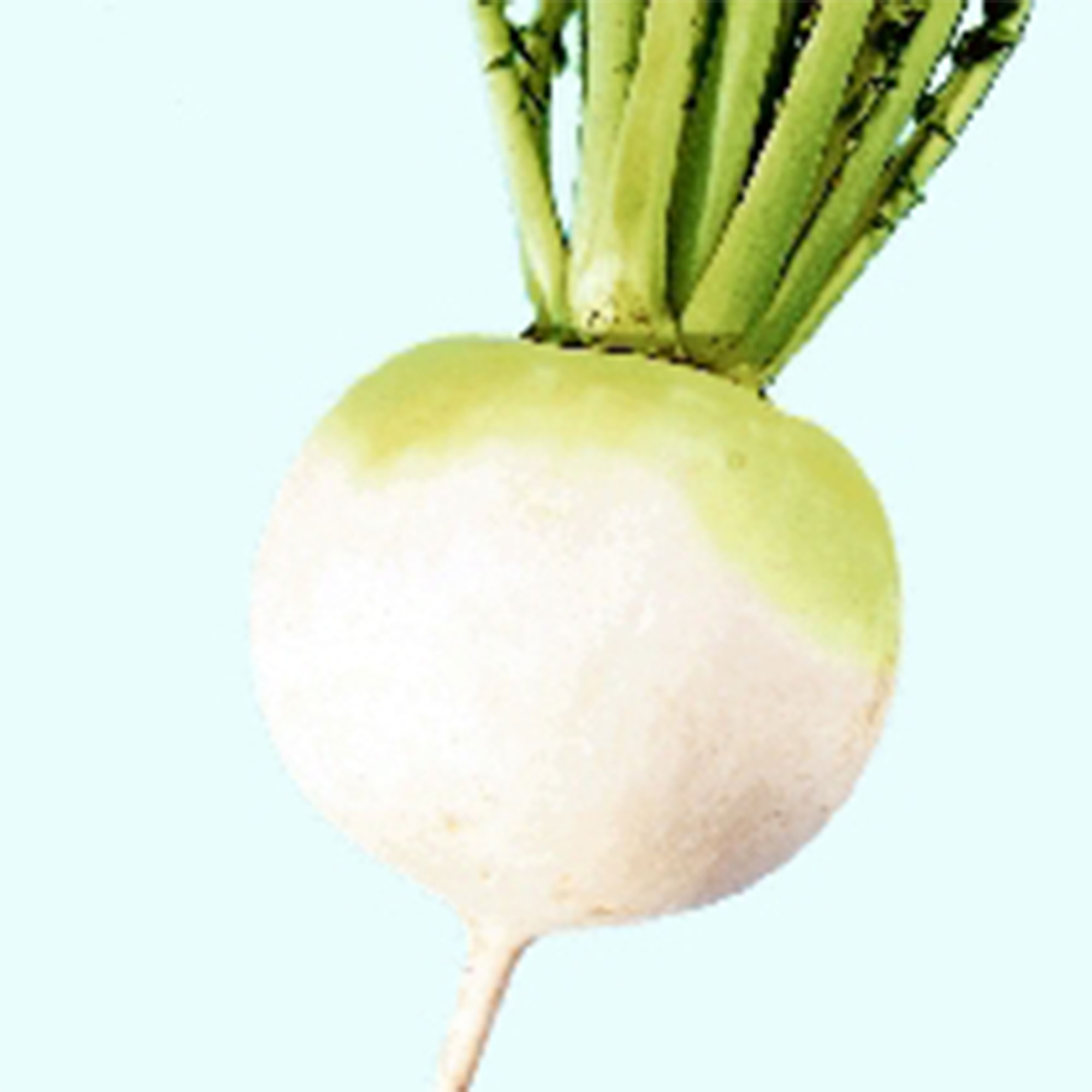 Soybean Kouri 1 Lb 2800 Seeds NonGmo, Heirloom Asian Garden Vegetable Kitazawa Seed