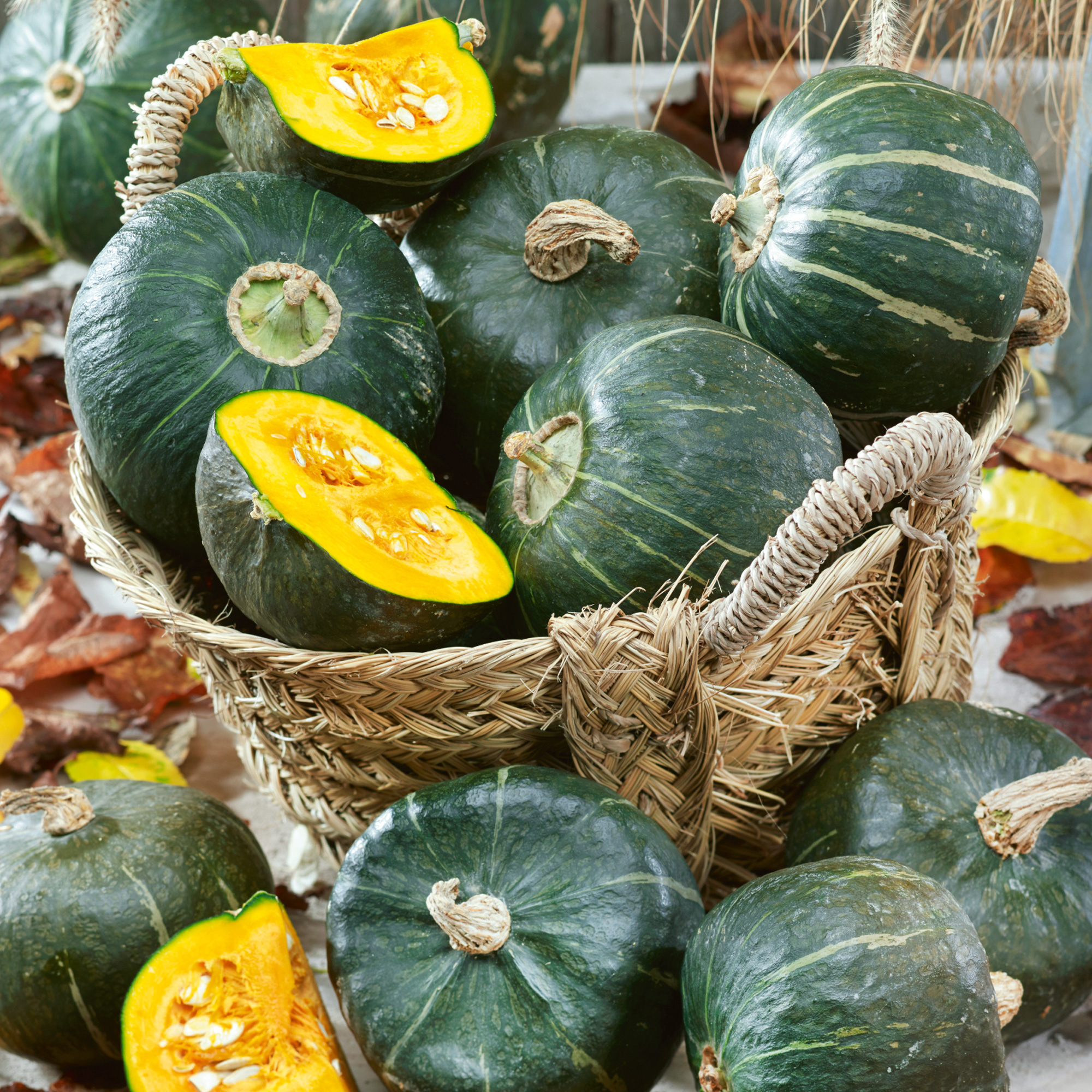 Everwilde Farms Caveman's Club Gourd Seeds - 25 Seeds In Mylar Packet (2024)